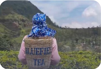 Чайная плантация